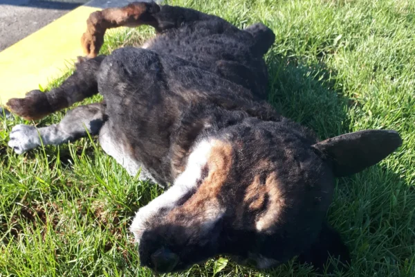 butaforie animale caine 02