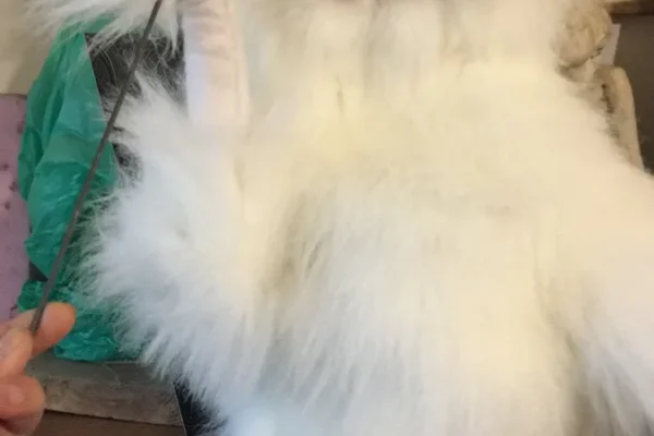 butaforie animale pisica 01