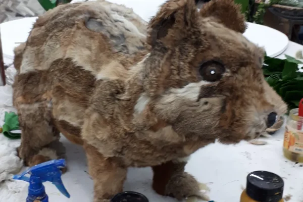 butaforie animale porcusor 01